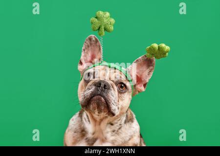 Merle French Bulldog Hund trägt St. Patrick’s Day Shamrock Kostüm-Haarreif auf grünem Hintergrund Stockfoto