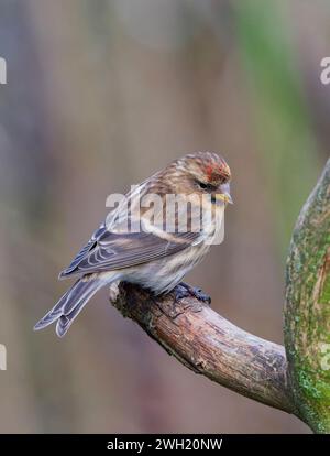 Ein entzückender kleiner Redpoll (Acanthis Kabarett), der auf einem alten Baumzweig thront Stockfoto