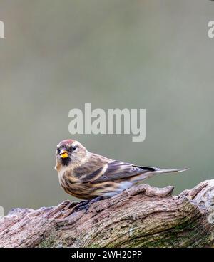 Ein entzückender kleiner Redpoll (Acanthis Kabarett), der auf einem alten Baumzweig thront Stockfoto