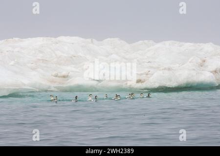 king Eider Somateria spectabilis gewöhnliche Eiders Somateria mollissima Enten fliegen entlang der arktischen Küste während der Sommerwanderung Brooks Range Alaska B Stockfoto