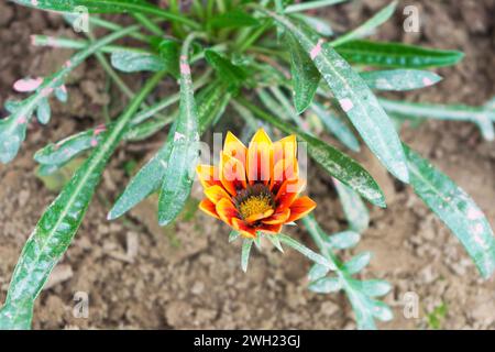 Gazania Blumen werden als Schatzblume bezeichnet. Gazania ist eine ausdauernde Staude mit großen Kompositblumen in leuchtenden Gelb- und Orangentönen. Stockfoto