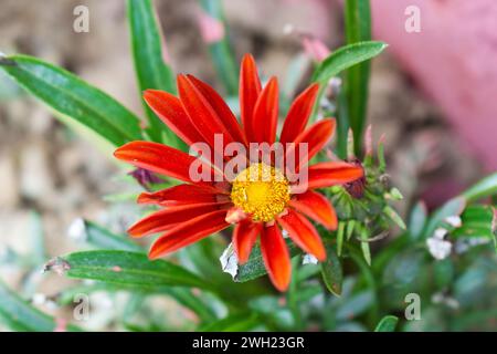 Gazania Blumen werden als Schatzblume bezeichnet. Gazania ist eine ausdauernde Staude mit großen Kompositblumen in leuchtenden Gelb- und Orangentönen. Stockfoto