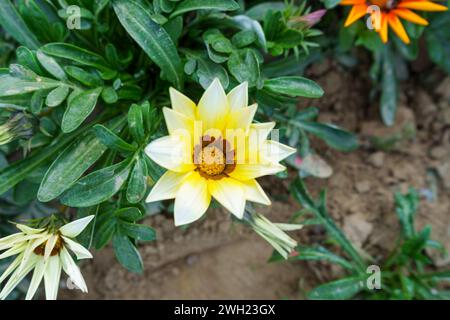 Gazania Blumen werden als Schatzblume bezeichnet. Gazania ist eine ausdauernde Staude mit großen Kompositblumen in leuchtenden Gelb- und Orangentönen. Stockfoto