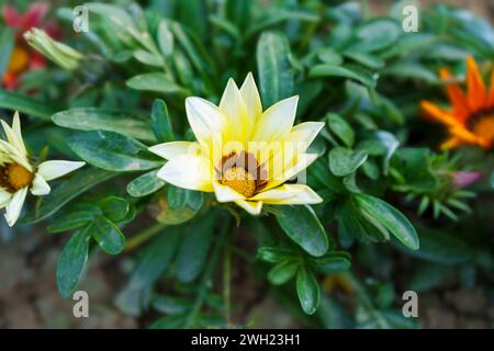 Gazania Blumen werden als Schatzblume bezeichnet. Gazania ist eine ausdauernde Staude mit großen Kompositblumen in leuchtenden Gelb- und Orangentönen. Stockfoto