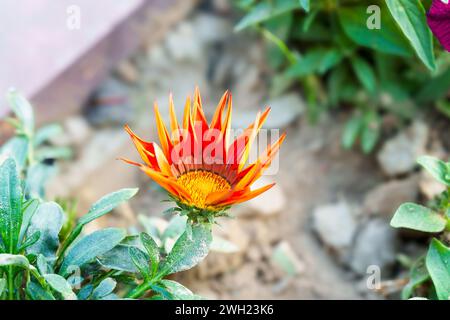 Gazania Blumen werden als Schatzblume bezeichnet. Gazania ist eine ausdauernde Staude mit großen Kompositblumen in leuchtenden Gelb- und Orangentönen. Stockfoto