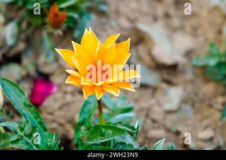 Gazania Blumen werden als Schatzblume bezeichnet. Gazania ist eine ausdauernde Staude mit großen Kompositblumen in leuchtenden Gelb- und Orangentönen. Stockfoto