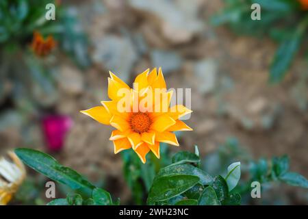 Gazania Blumen werden als Schatzblume bezeichnet. Gazania ist eine ausdauernde Staude mit großen Kompositblumen in leuchtenden Gelb- und Orangentönen. Stockfoto