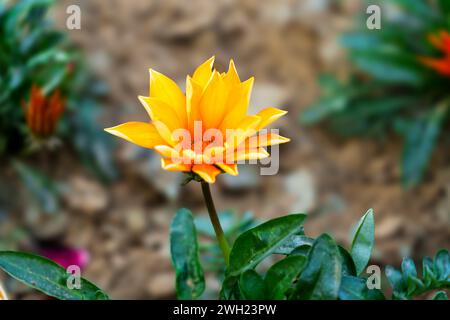 Gazania Blumen werden als Schatzblume bezeichnet. Gazania ist eine ausdauernde Staude mit großen Kompositblumen in leuchtenden Gelb- und Orangentönen. Stockfoto