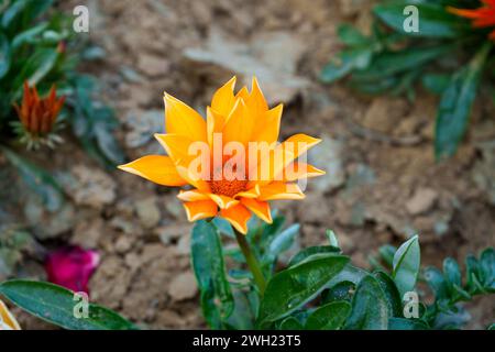 Gazania Blumen werden als Schatzblume bezeichnet. Gazania ist eine ausdauernde Staude mit großen Kompositblumen in leuchtenden Gelb- und Orangentönen. Stockfoto