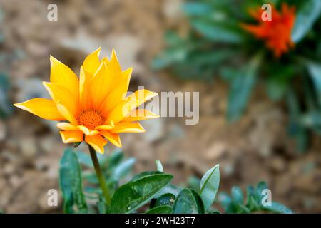 Gazania Blumen werden als Schatzblume bezeichnet. Gazania ist eine ausdauernde Staude mit großen Kompositblumen in leuchtenden Gelb- und Orangentönen. Stockfoto