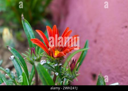 Gazania Blumen werden als Schatzblume bezeichnet. Gazania ist eine ausdauernde Staude mit großen Kompositblumen in leuchtenden Gelb- und Orangentönen. Stockfoto