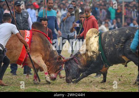 Zwei Stiere, die an einem großen Stierkampf teilnehmen, der von den Einwohnern auf dem Khasarkandi-Feld der Patli-union von Jagannathpur upazila im Bezirk Sunamganj organisiert wird. Trotz gerichtlicher Einschränkungen des Stierkampfes finden Stierkampfwettbewerbe in der Wintersaison statt, vor allem in den Auswanderungsgebieten von Sylhet. Bangladesch. Stockfoto