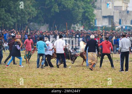 Zwei Stiere, die an einem großen Stierkampf teilnehmen, der von den Einwohnern auf dem Khasarkandi-Feld der Patli-union von Jagannathpur upazila im Bezirk Sunamganj organisiert wird. Trotz gerichtlicher Einschränkungen des Stierkampfes finden Stierkampfwettbewerbe in der Wintersaison statt, vor allem in den Auswanderungsgebieten von Sylhet. Bangladesch. Stockfoto