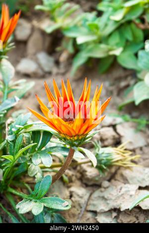 Gazania Blumen werden als Schatzblume bezeichnet. Gazania ist eine ausdauernde Staude mit großen Kompositblumen in leuchtenden Gelb- und Orangentönen. Stockfoto