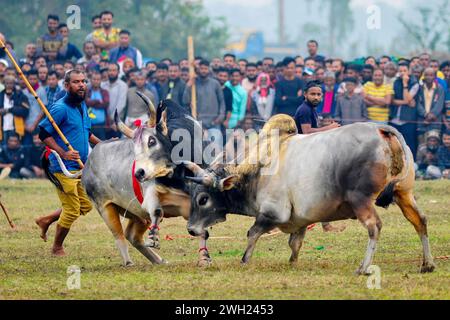 Zwei Stiere, die an einem großen Stierkampf teilnehmen, der von den Einwohnern auf dem Khasarkandi-Feld der Patli-union von Jagannathpur upazila im Bezirk Sunamganj organisiert wird. Trotz gerichtlicher Einschränkungen des Stierkampfes finden Stierkampfwettbewerbe in der Wintersaison statt, vor allem in den Auswanderungsgebieten von Sylhet. Bangladesch. Stockfoto