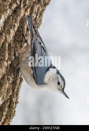 Nahaufnahme eines Weißbrust-Nuthatch-Vogels, der im Winter einen Baumstamm herunterklettert Stockfoto