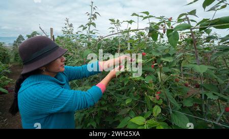 Pillaro, Tungurahua / Ecuador - 7. November 2023: Indigene Frau erntet an einem bewölkten Morgen Brombeeren in der Mitte des Obstgartens Stockfoto