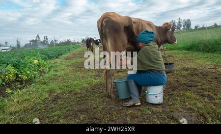 Pillaro, Tungurahua / Ecuador - 7. November 2023: Ältere indigene Frau, die auf einem Eimer sitzt und eine Kuh in der Mitte eines bepflanzten Feldes auf einem Clou melkt Stockfoto