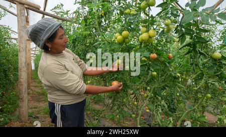 Pillaro, Tungurahua / Ecuador - 7. November 2023: Indigene Frau erntet Tomaten in einem Garten in einem Gewächshaus Stockfoto