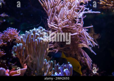 Meeresanemonen und Korallen im Meeresaquarium. Buntes abstraktes natürliches Muster, Textur, Panorama-Unterwasserhintergrund. Konzeptkunst, Grafik Stockfoto