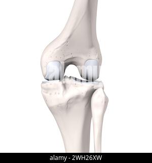 3D-Darstellung von Knochen und Knorpel eines Kniegelenks. Laterale Ansicht. Beschriftet. Stockfoto