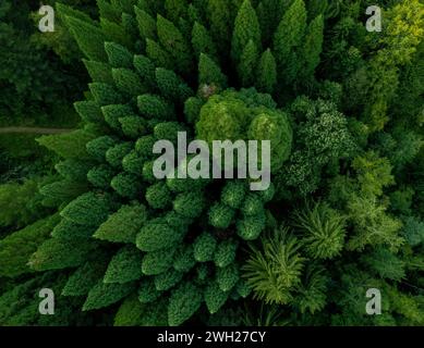 Ein dichter, grüner Wald aus der Vogelperspektive mit einer Fülle von üppigen, grünen Bäumen Stockfoto