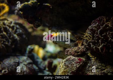 Pseudochromis paccagnellae Pictichromis paccagnellae Royal Dottyback Fish in einem Aquarium. Korallen um die Fische herum. Stockfoto