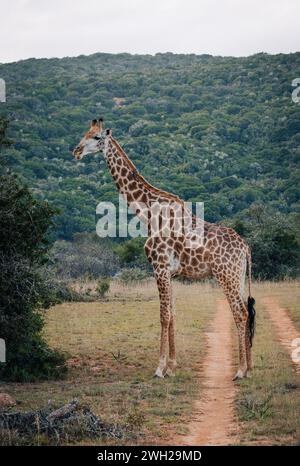 Diese Aloe-Pflanze steht hoch auf den südafrikanischen Ebenen und ist ein natürliches Leuchtfeuer inmitten der weiten Landschaft. Stockfoto