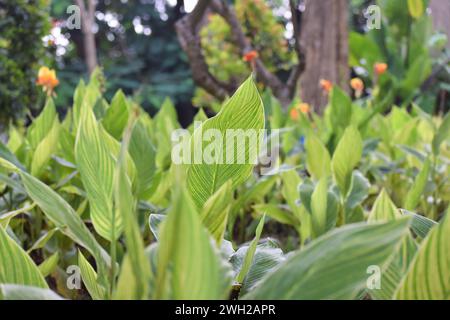 Panna paniculata grünes Laub mit gelben Streifenblättern auf Garten mit unscharfem Hintergrund Stockfoto