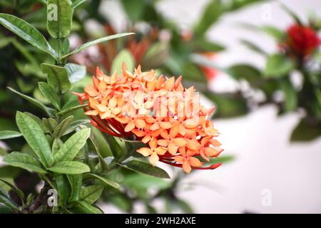 Ixora ist eine Gattung blühender Pflanzen aus der Familie der Rubiaceae. Sternförmiges Blatt Stockfoto