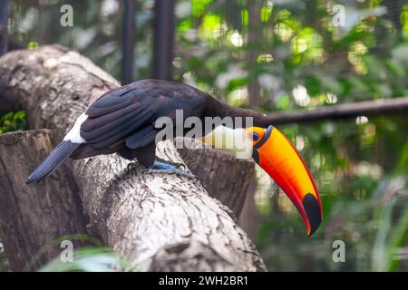 Tukanvogel, großer Vogel, der auf dem Ast im Wald sitzt. Naturreisen in Zentralamerika Stockfoto