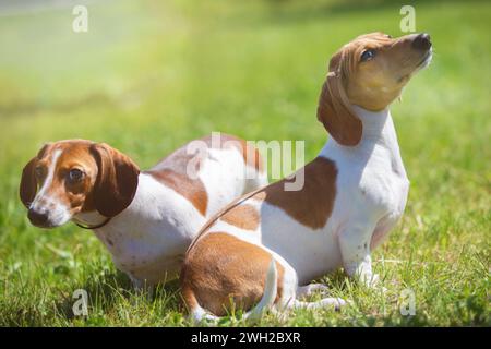 Zwei süße Dackel laufen auf dem grünen Rasen. Ein Hund auf einem Spaziergang im Sommer. Stockfoto