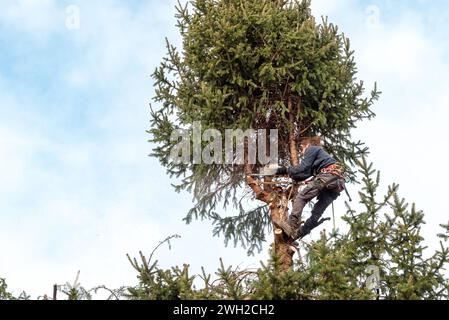 Baumchirurg schneidet die Spitze einer Kiefer mit einer Kettensäge mit Sicherheitsgurt und Seilen. Stockfoto