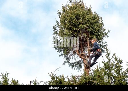 Baumchirurg schneidet die Spitze einer Kiefer mit einer Kettensäge mit Sicherheitsgurt und Seilen. Stockfoto