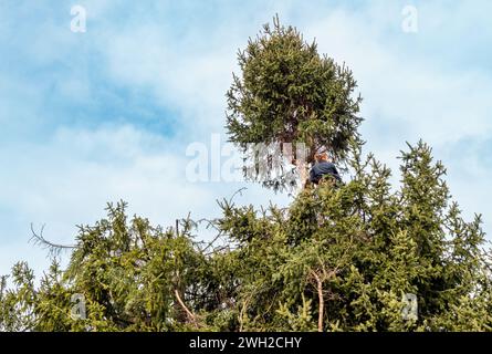 Baumchirurg schneidet die Spitze einer Kiefer mit einer Kettensäge mit Sicherheitsgurt und Seilen. Stockfoto