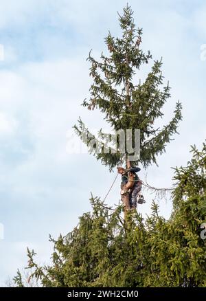 Baumchirurg schneidet die Spitze einer Kiefer mit einer Kettensäge mit Sicherheitsgurt und Seilen. Stockfoto