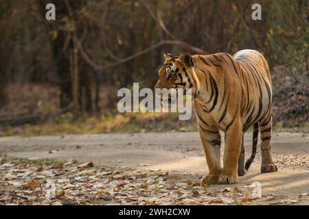 Die Jagd nach Bengalen oder indischen Tigern in der indischen Region Madhya Pradesh Stockfoto