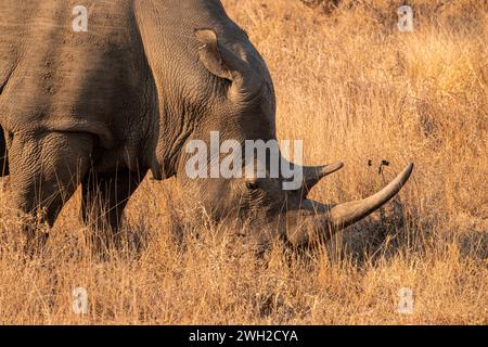 Südliches Weißes Nashorn oder Nashorn, das in Südafrika weidet Stockfoto