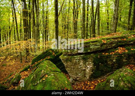 Überlagerte Felsen bedeckt mit hellgrünem Moos und trockenen Blättern im herbstlichen Buchenwald, Monte Amiata, Siena, Toskana, Italien Stockfoto
