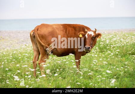 Eine rote Kuh weidet auf einer Blumenwiese. Stockfoto