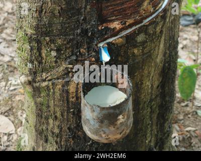 granatsaft, weißes Latex aus der Baumrinde Stockfoto