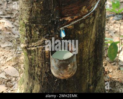 granatsaft, weißes Latex aus der Baumrinde Stockfoto