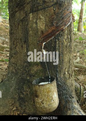 granatsaft, weißes Latex aus der Baumrinde Stockfoto