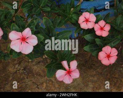 Catharanthus roseus rosa Farbe, sehr helle Blumen Stockfoto