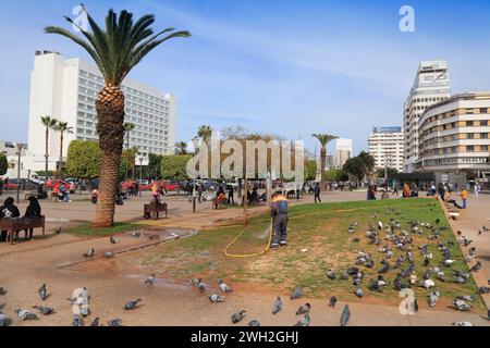 CASABLANCA, MAROKKO - 22. FEBRUAR 2022: Stadtarbeiter bewässern den Rasen auf dem Platz der Vereinten Nationen (Place des Nations Unies) in der Innenstadt von Casablanca, Moro Stockfoto