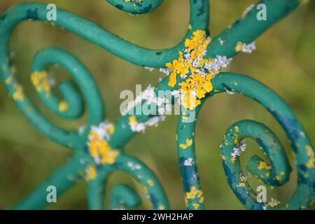 Gelbe Flechte auf Metallgartenmöbeln, Macro Stockfoto