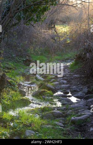 Wasserpfützen auf einem Steinweg mit goldenem Sonnenuntergang vertikal Stockfoto