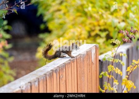 Ein kleines Eichhörnchen sitzt auf einem Holzzaun und sucht nach Essen. Stockfoto