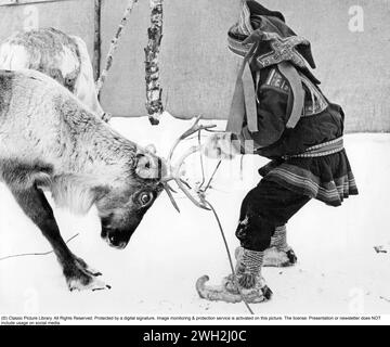 Samische Bevölkerung in Schwedisch Lappland 1963. Ein Junge mit einem Rentier, an dem er sich an den Hörnern festhält. Stockfoto