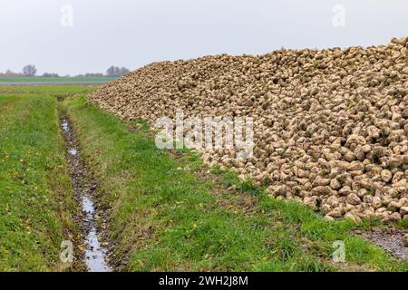 Eine Schelle Zuckerrüben stapelt sich im Herbst auf Ackerland neben einem Graben. Stockfoto